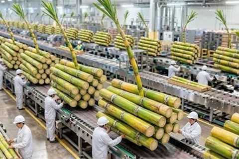Inside a Giant Cane Sugar Factory: How Fresh Sugarcane Becomes Shiny Crystal Sugar (Factory Process)