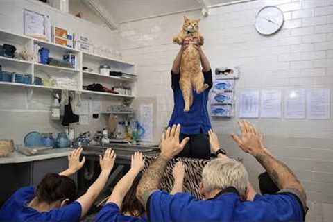 When Cat Made Its Own at the Vet 🐶 Funny Cats Videos 2025