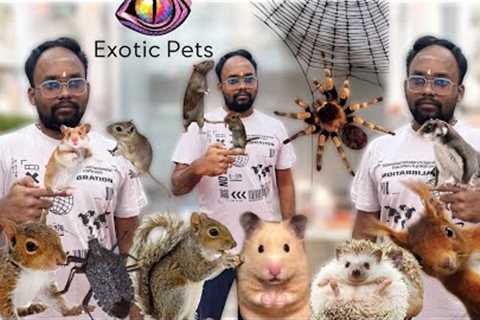 Exotic Pets in Chennai | Hamster | Sugar Glider | Spider | Hedgehog | Cute Pets 