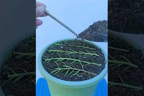 Planting propagation portulaca flower #shorts #plants #garden #flowers