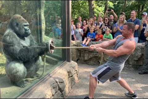 Gorilla vs Bodybuilder: Zoo Tug War Challenge You Can’t Miss! 🦍💪