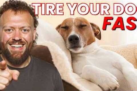 Tire Your Dog in 10 Minutes (No Long Walks Needed)