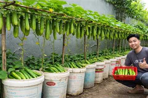 Old Plastic Buckets? Grow Cucumbers This Way… TOO MANY TO PICK!