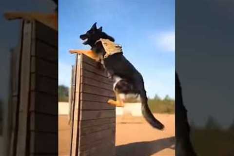 K9 Military Dog Training in Action 🐕💥 | Elite Police &amp; Military Dogs #Short