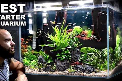 The Budget Aquarium Setup You Cannot Miss!