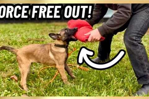 Malinois Puppy FORCE FREE ‘OUT’ Command! 