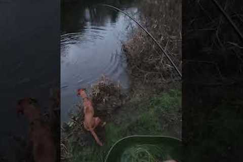 pike fly fishing fail #pikeflyfishing #pikefishing #flyfishing