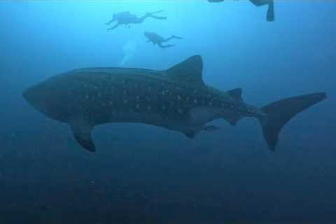 Galapagos Scuba Diving in 4K (Ecuador, Aug 2023)