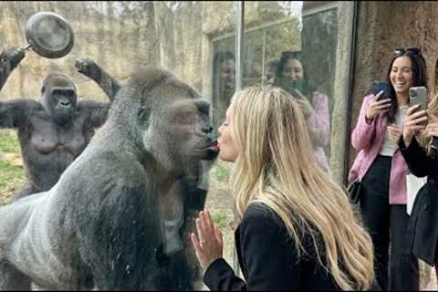 silverback Romantic Kiss? Nope, Gorilla Wife Has Other Plans! 😂🔥