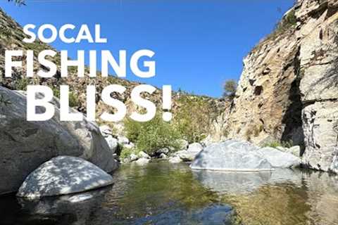 A Pristine Creek for Socal Fishing! Rainbow Trout Everywhere | Tenkara Fly Fishing