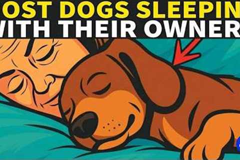 Dog Behavior Explained | What Does Your Dog REALLY Think When Sleeping With You?