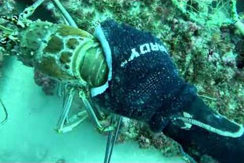 FLORIDA LOBSTER LIMITS! SCUBA Diving on a Commercial Trip