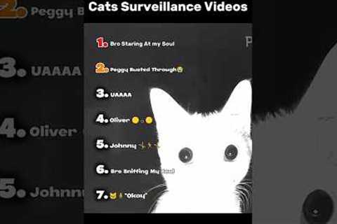 Ranking Best Cats Surveillance Videos