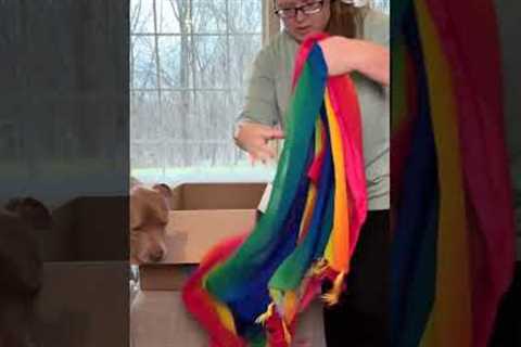 12/28 Let’s see what’s in these two light Amazon Mystery Boxes to open on this snowy day