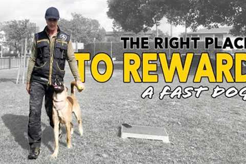 Reward your Dog Correctly to Avoid Problems Later - FOCUS HEEL POSITION