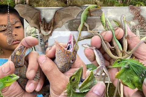 Catch the unique forked-tailed gecko