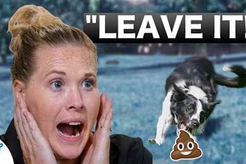 How To Teach Your Puppy To Leave It - Professional Dog Training Tips