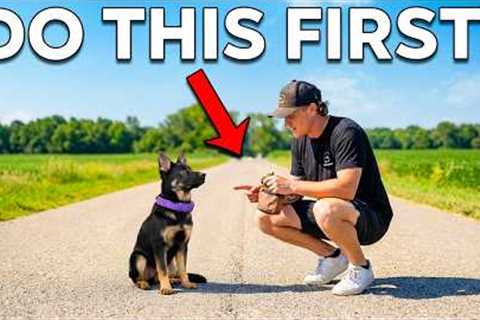 Puppy Training Basics: What You MUST Do First
