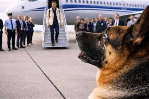 The K9 Dog Sat in Silence... Then Cried When His Owner Appeared |  Top best dog training techniques