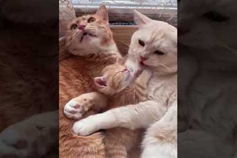 Cat videos 😹 Cat Fight 😻 # Part 2134