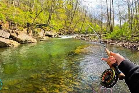 3 Days of INCREDIBLE FLY FISHING! (BIG Brown, brook, and Rainbow Trout!)