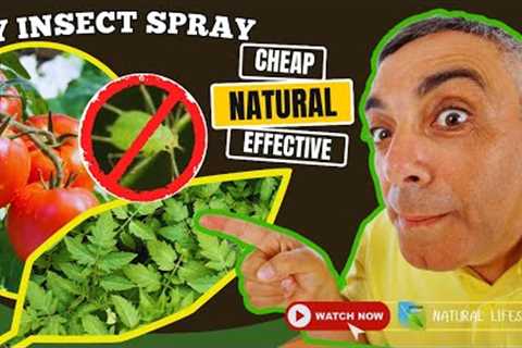 DIY Natural Bug Spray for Plants 🌱✨ – Cheap, Safe &amp; Effective!