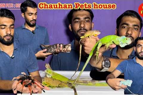 Exotic pets available in Mumbai Iguana, turtle, tarantula #exotic #pets #reptile #iguana #turtle