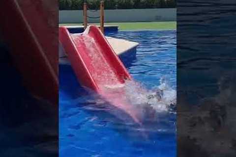 Dogs have a blast playing in the pool!