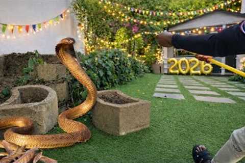 Deadly Snake on New Years Eve