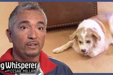 Cesar Confronts Most Severe Case Of Aggression | Dog Whisperer With Cesar Millan