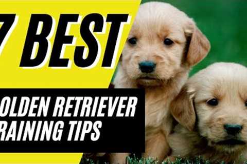7 BEST Golden Retriever Puppy Training Tips and Best Practices