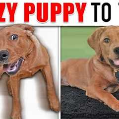 Your “Wild and Crazy” Puppy Needs To Learn THIS!