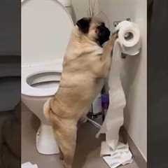 Living With a Puppy Can Be Very Messy 😂