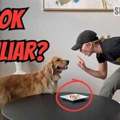 How To Stop Your Dog From Counter Surfing! Dog Training Tips!