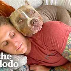 Six Reasons Why We're Obsessed With Pit Bulls ❤️ | The Dodo