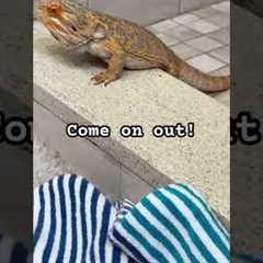 Good boy 😍 #beardeddragon #petlizard #training #challenge #reptile #lizard #pet #animal #shorts