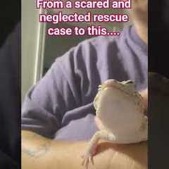 Stitch deserves love. #gecko #pets #reptile #rescue #reptilerescue #love #leopardgecko #exotic #pet