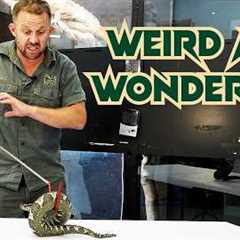 Most BIZARRE Exotic Reptiles Arrive At Park! | Venom Diaries