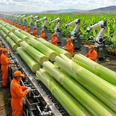 Inside the Largest U.S. Factory: High-Tech Banana Stem Processing You’ve Never Seen (Full Process)