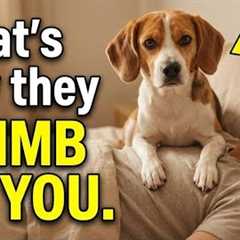 Dog Behavior Explained | Why Dogs Suddenly Sit on You — The Surprising Reason
