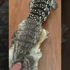 Lizard Tegu Enclosure Shedding Skin #lizard #shedding #teguenclosure #beardeddragonlife