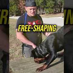 How to Teach Your Dog to Jump Up Safely!