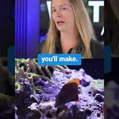 Best First Fish for Your Reef Tank (Beginner’s Guide to a Thriving Saltwater Aquarium)