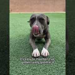 My hobbies #dogs #shortsvideo #pitbull #funnypets