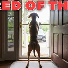 How to STOP Your Dog BARKING at the Door (Real-World Training)