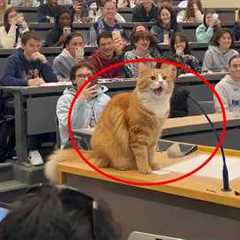 When God Gifts You a Genius Cat 😲😹 Funny Cat Videos 2025