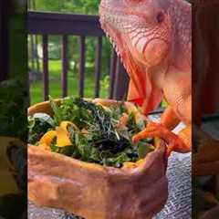 Lunch for dragon 🧡 #dragon #lizard #reptile #orange #iguana #pet