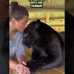 This Pet Jaguar gave its Owner Kisses❤️