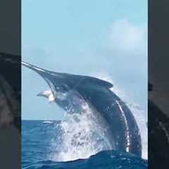 Monster black marlin on the line! Watch fishing🔥#marlinfishing # #biggamefishing