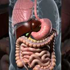 How Your Digestive System Works | Amazing Journey of Food Through Your Body#shorts